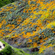 Image for article titled California’s colorful super blooms, in pictures